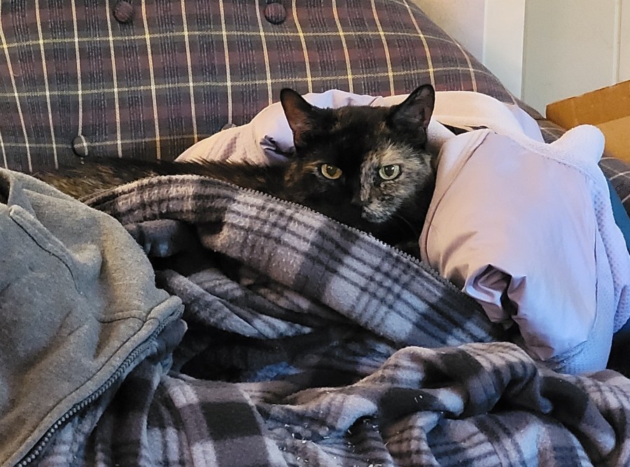 Lily, a black and white tortie cat, burrowed in some jackets on the chair