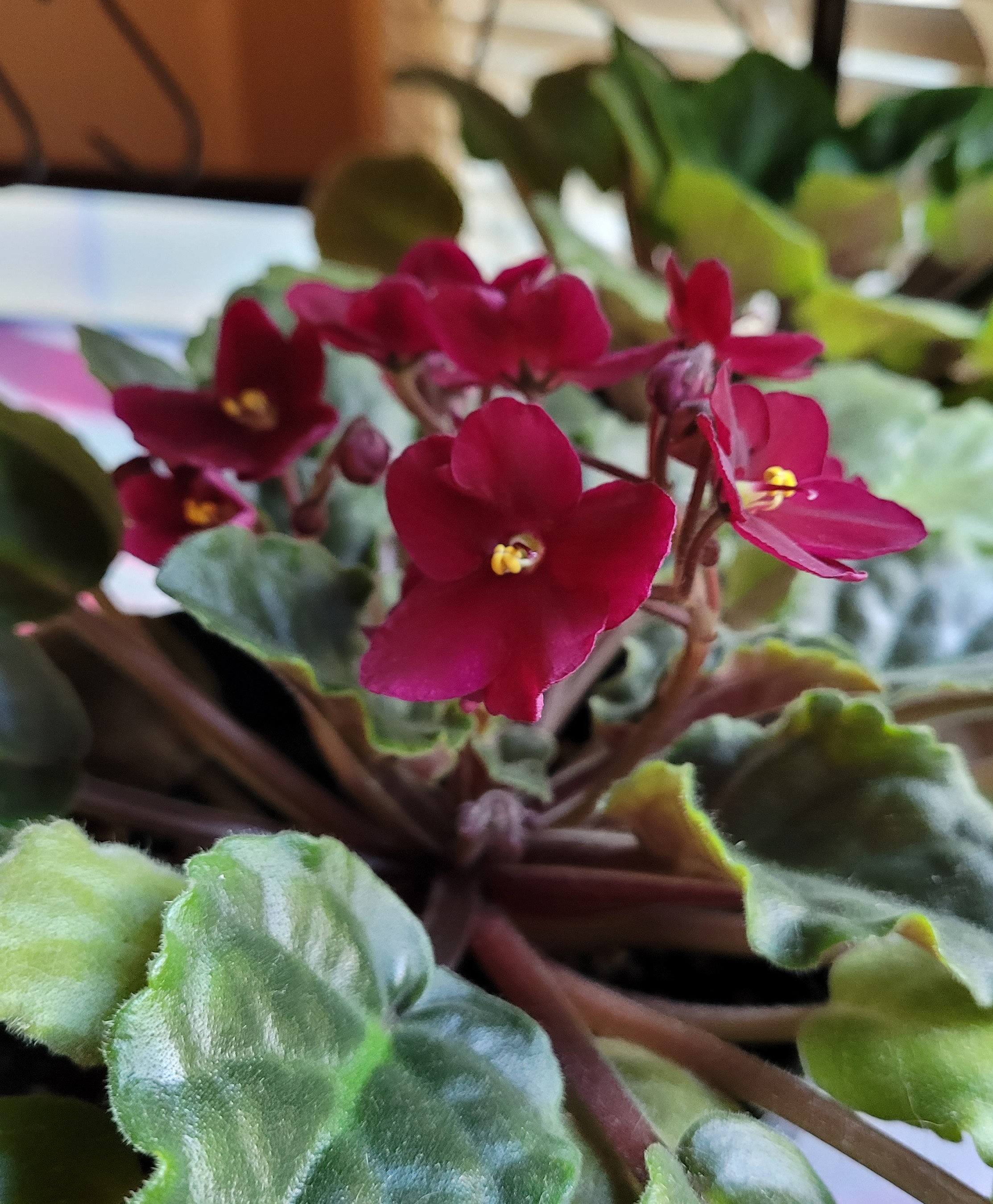 An African Violet with deep red flowers