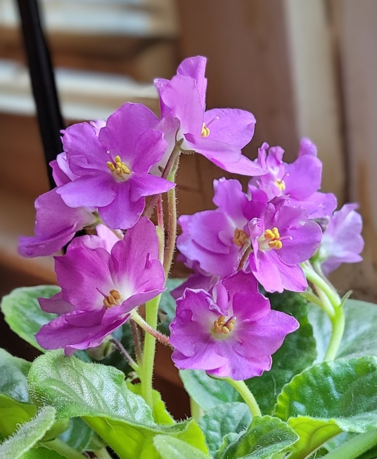 An African Violet with pink-purple flowers