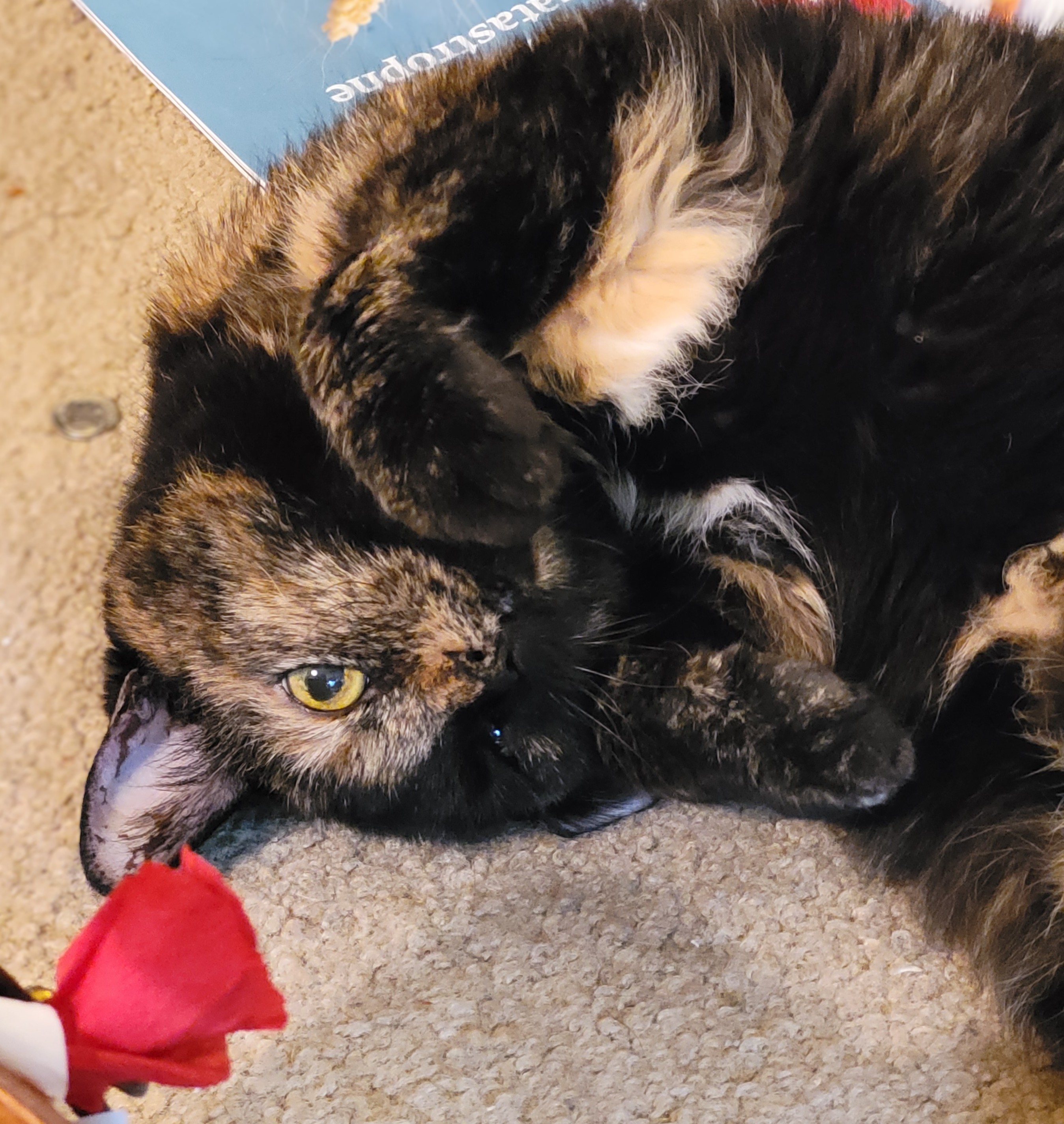 Lily, a black & orange tortie cat laying on the floor with her head flipped upside down.