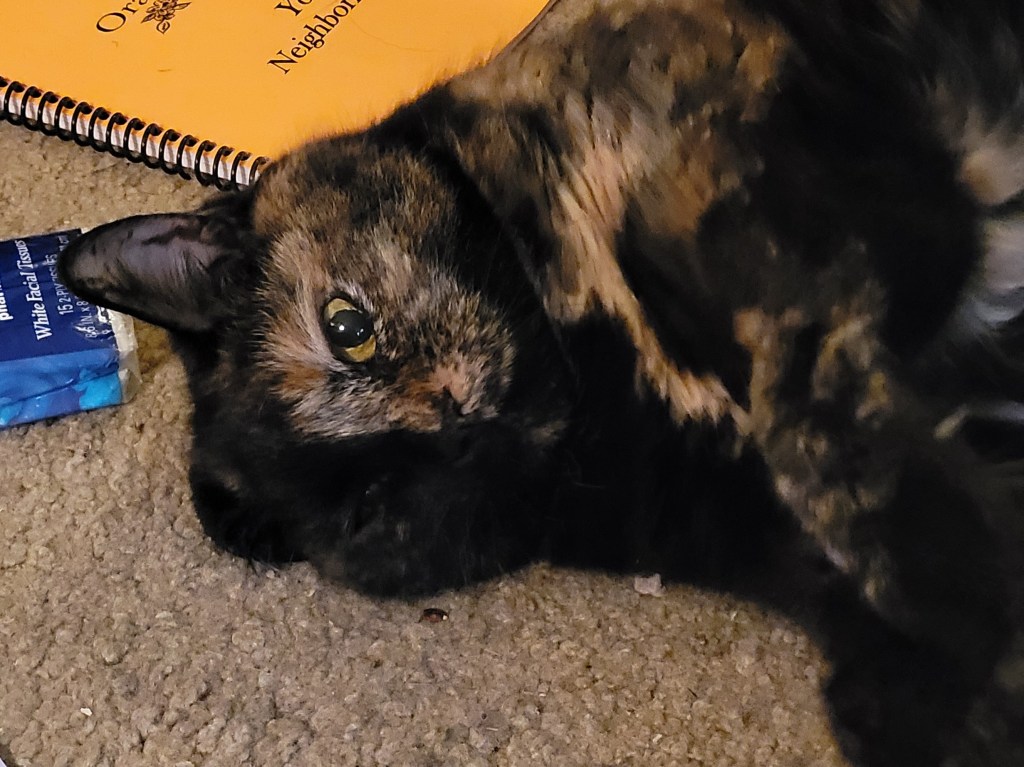 Lily, a black and orange tortie cat, laying on the floor looking adorable.