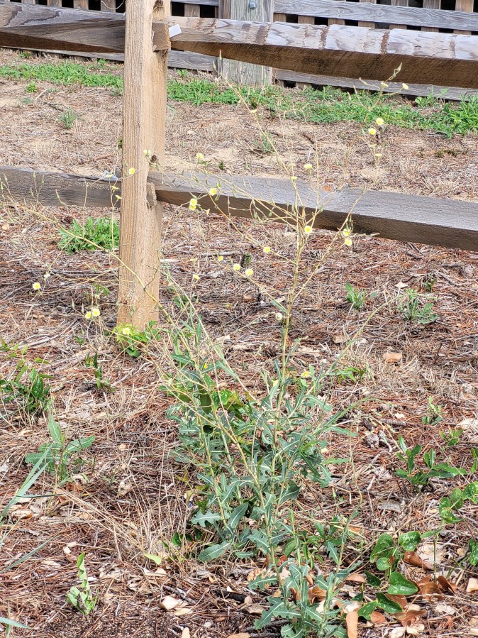 A wispy green plant with tiny yellow flowers