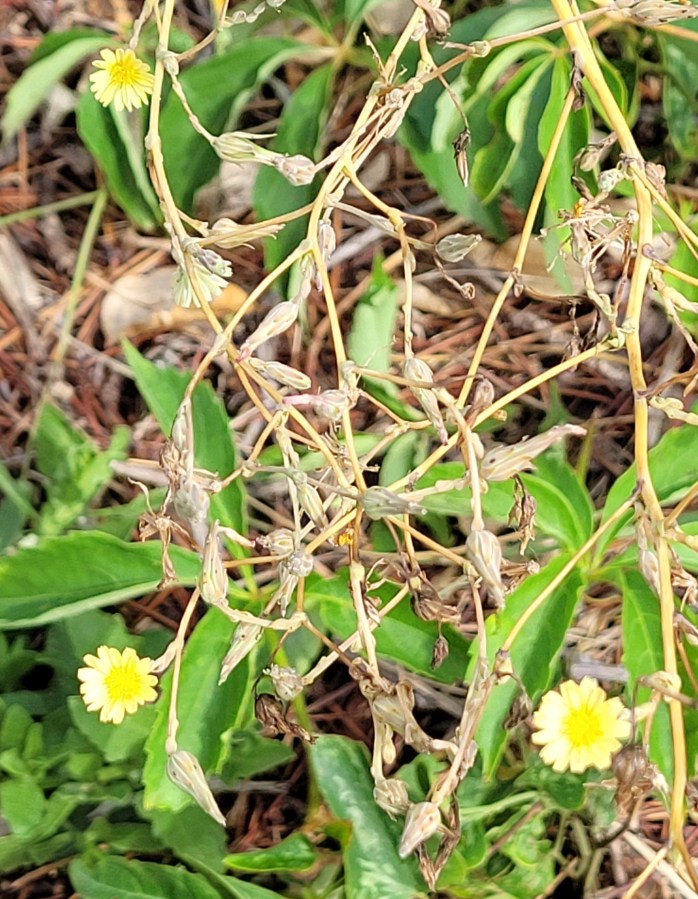 A wispy green plant with tiny yellow flowers