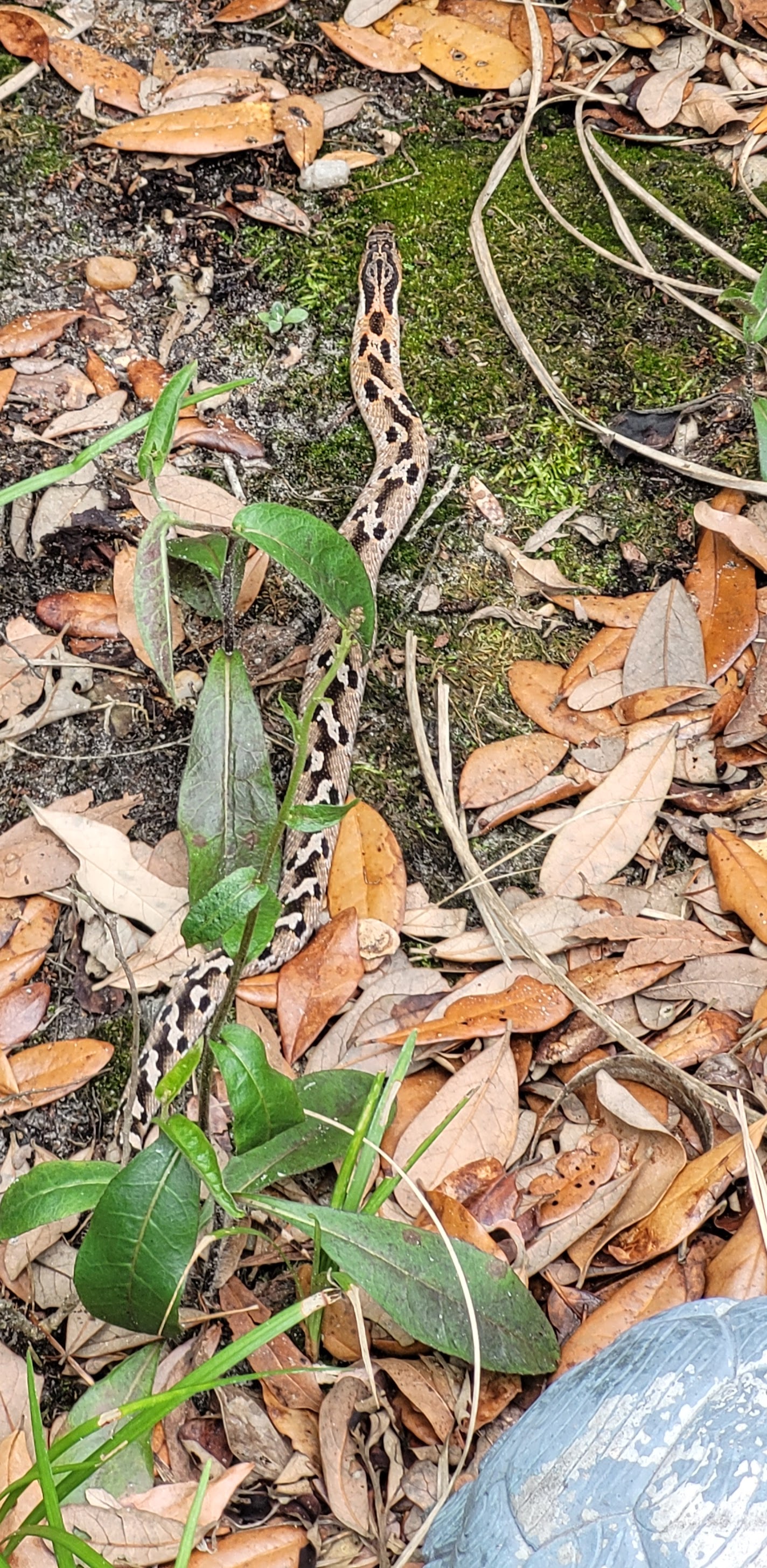Juvenile black rat snake in leaf litter