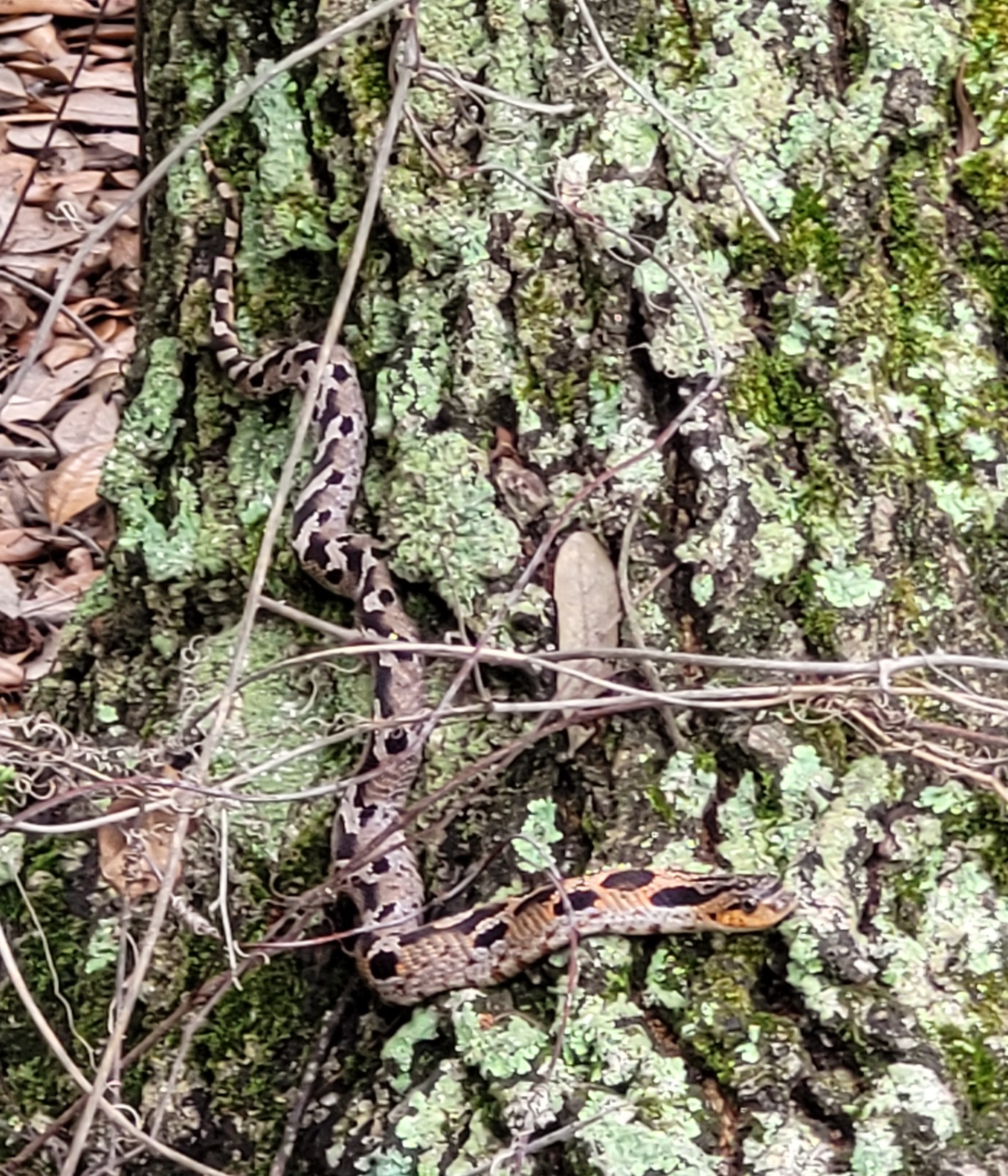 Photo of juvenile black rat snake on a tree