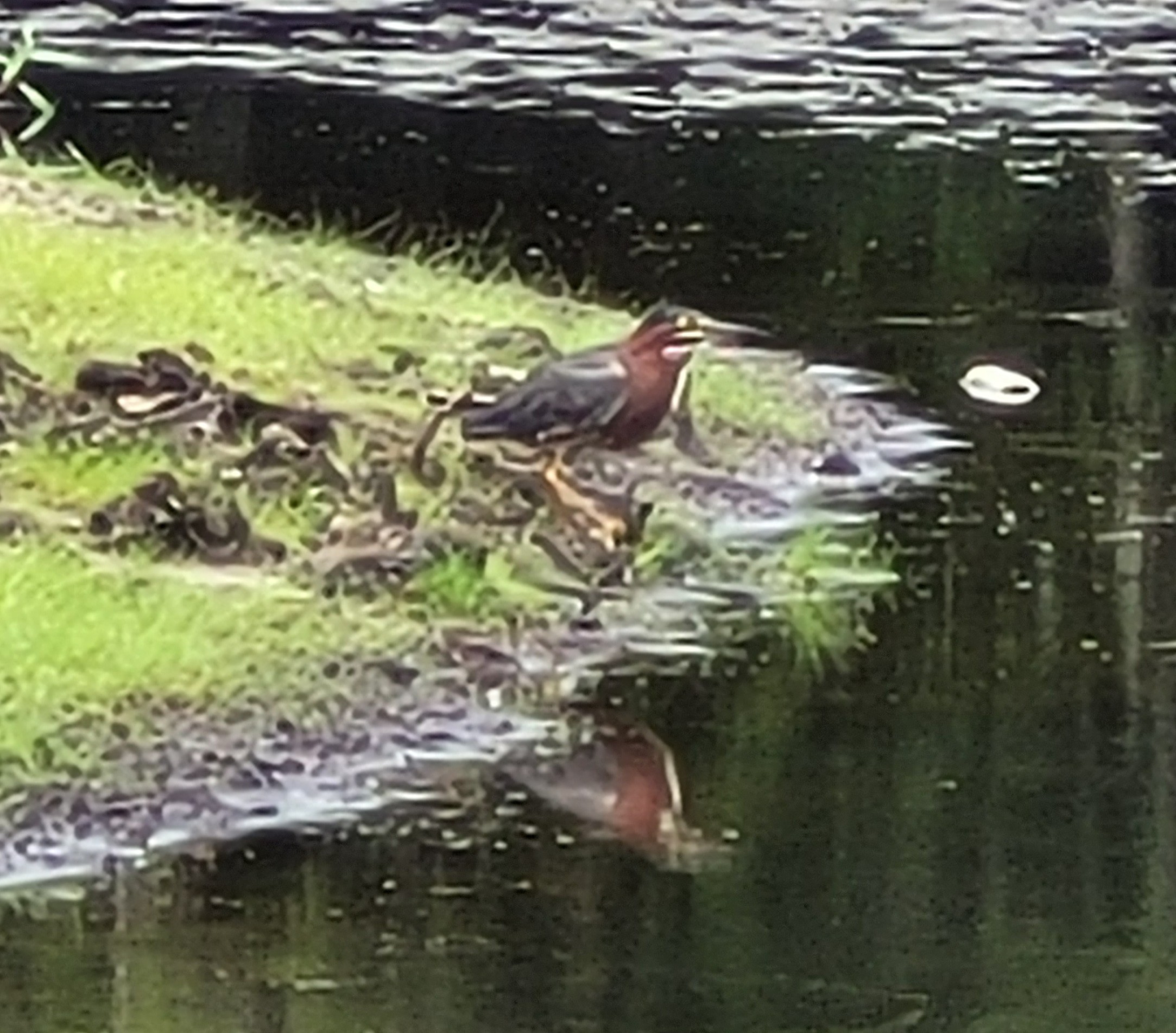 Shorebird on creek bank - possibly a Willet or Green Heron