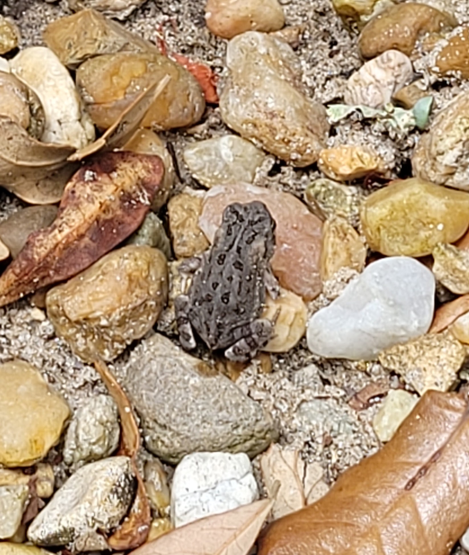 Very tiny toad on very small rocks