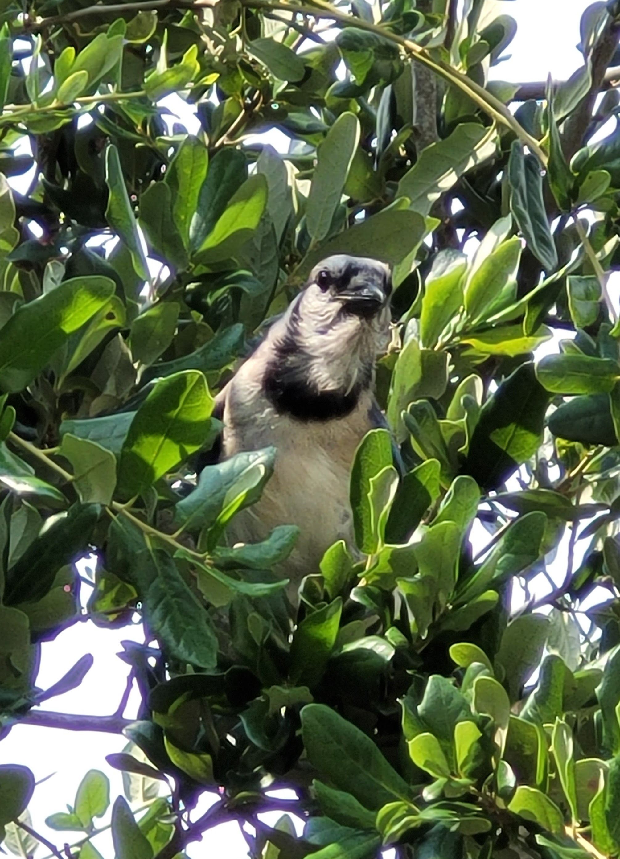 Blue Jay in a tree