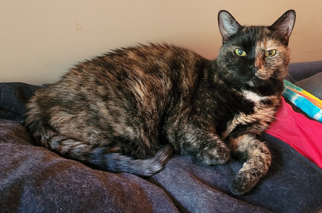 Lily, a black and orange tortie cat, lounging on the back of the sofa