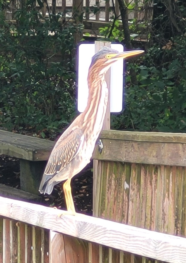 Shot of a heron or willet on a boardwalk rail