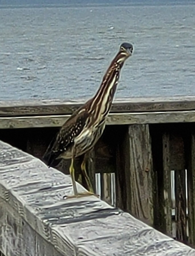 Shot of a heron or willet on a boardwalk rail
