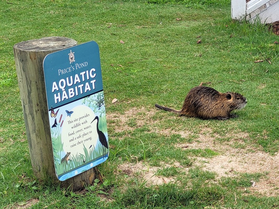 A muskrat or nutria, sitting next to a sign saying "Price's Pond Aquatic Habitat"