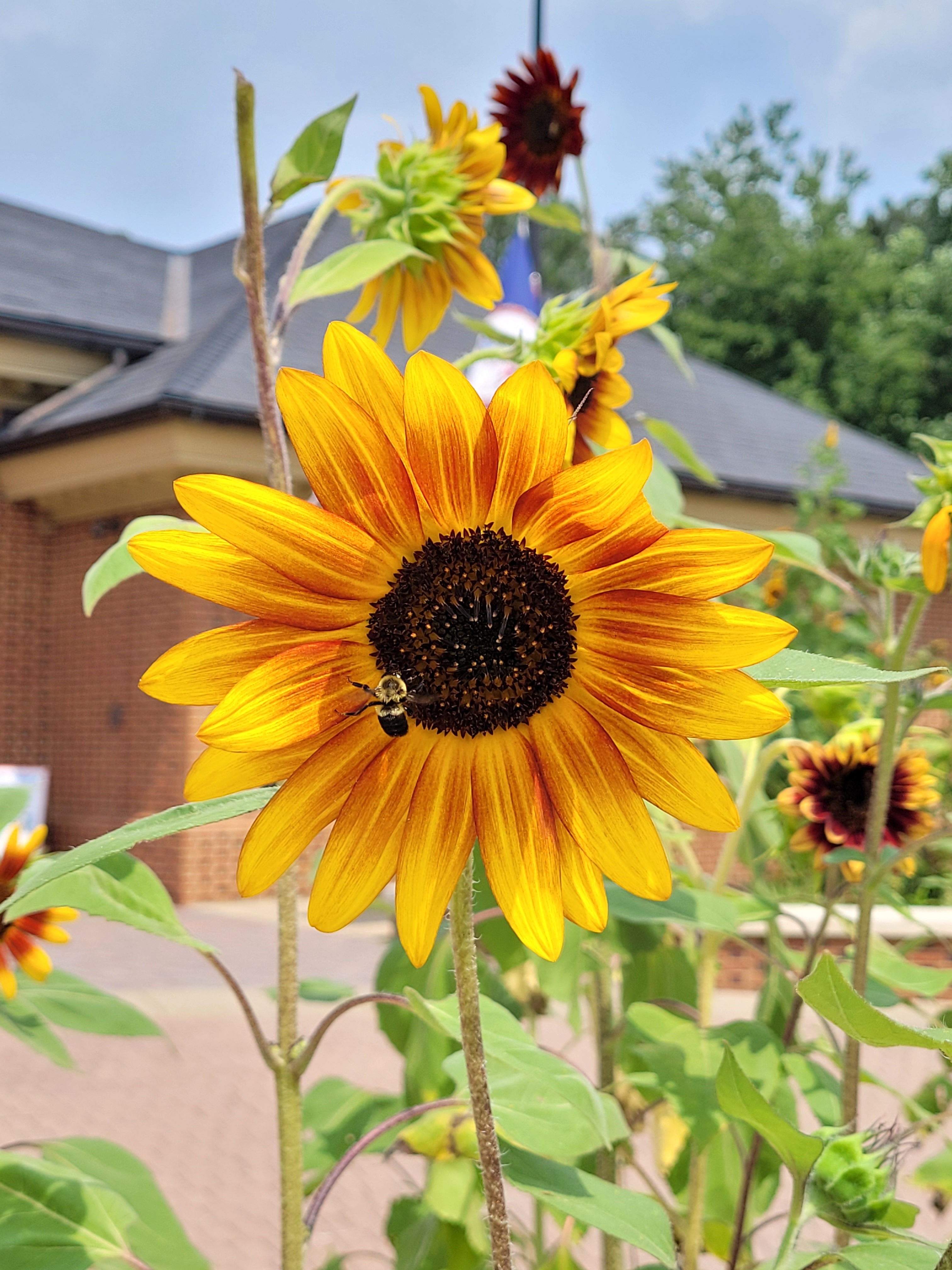 A sunflower with a bumble bee on it