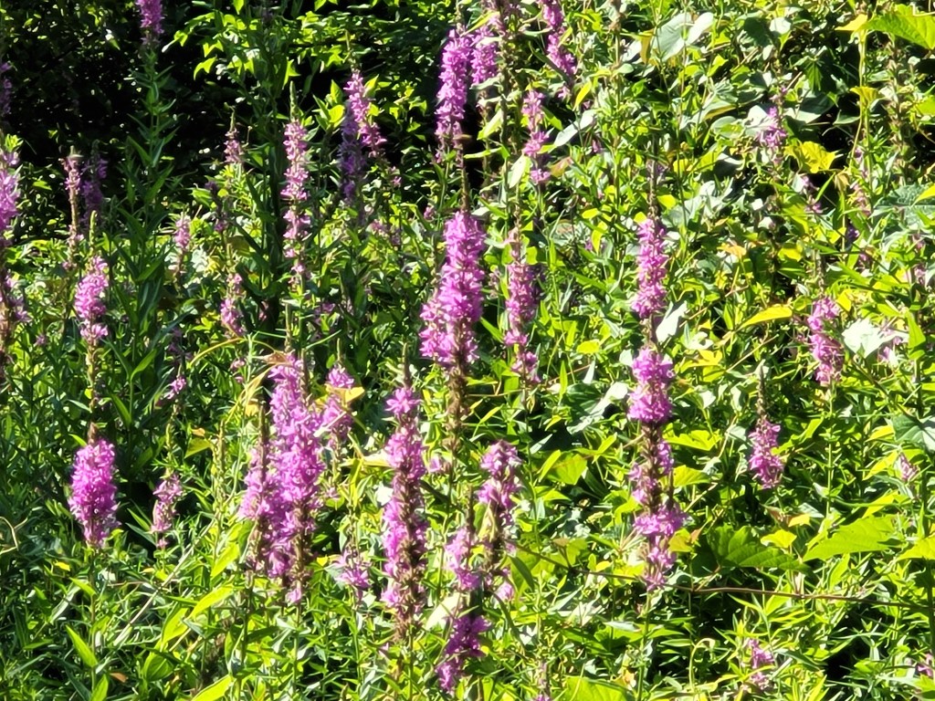A field of purple stalked flowers
