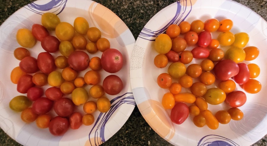 Two plates of cherry tomatoes