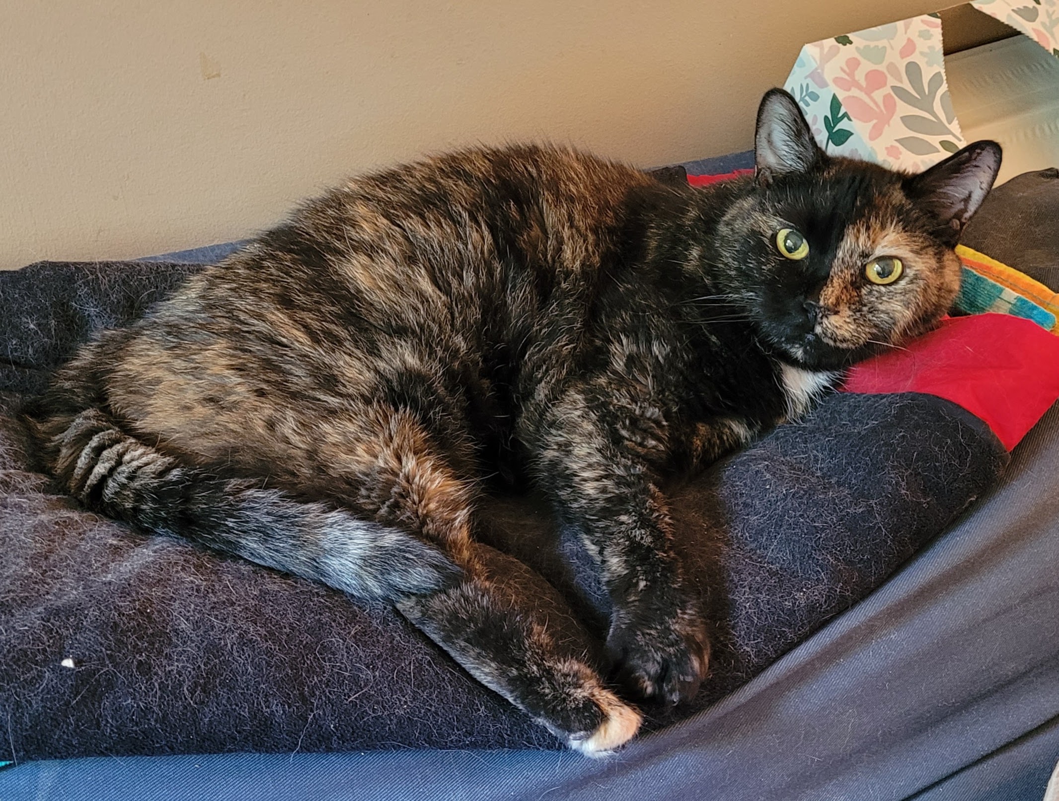 Lily, a black and orange tortie cat, laying curled up on the sofa, looking up at the camera