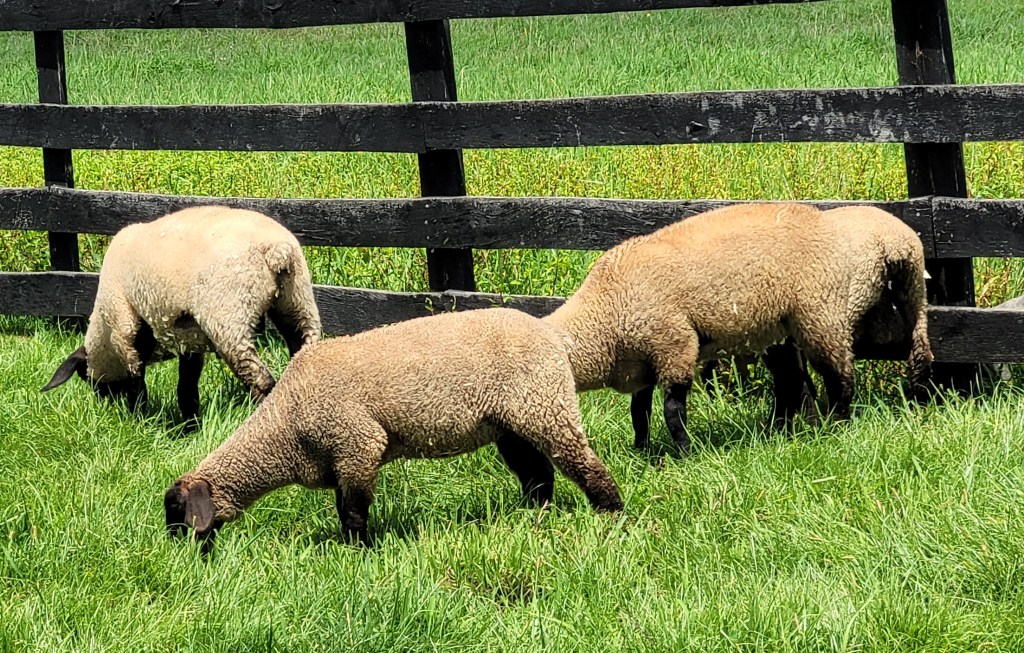 Three blonde sheep eating grass in a field
