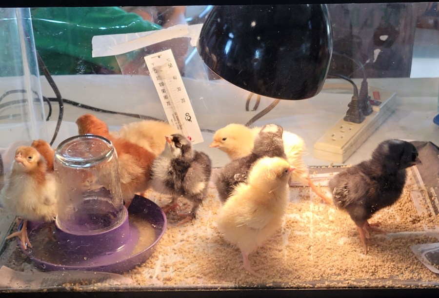 An aquarium with yellow, black, golden, and black and white baby chicks