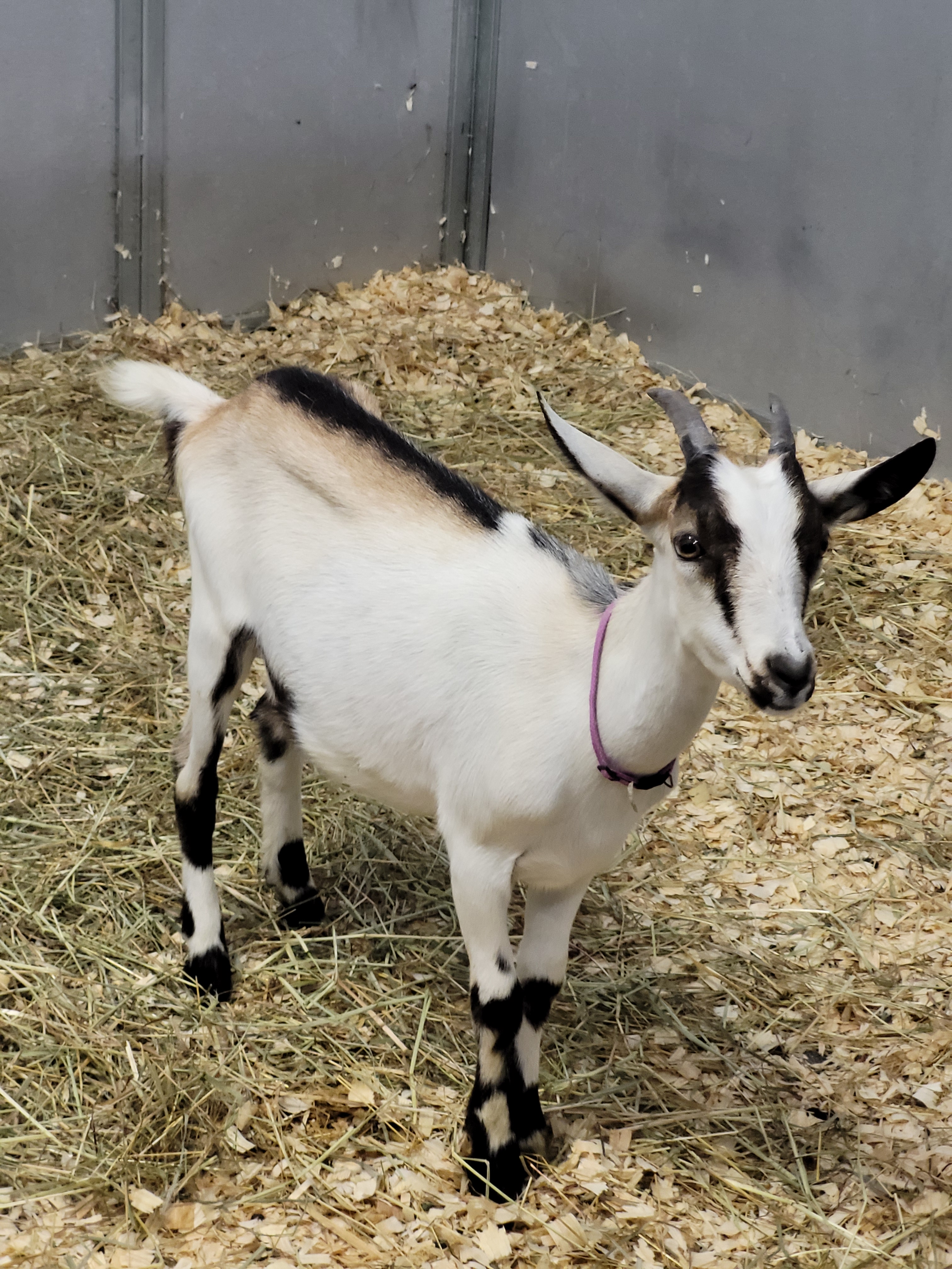 A black and white alpine goat, standing in a stall