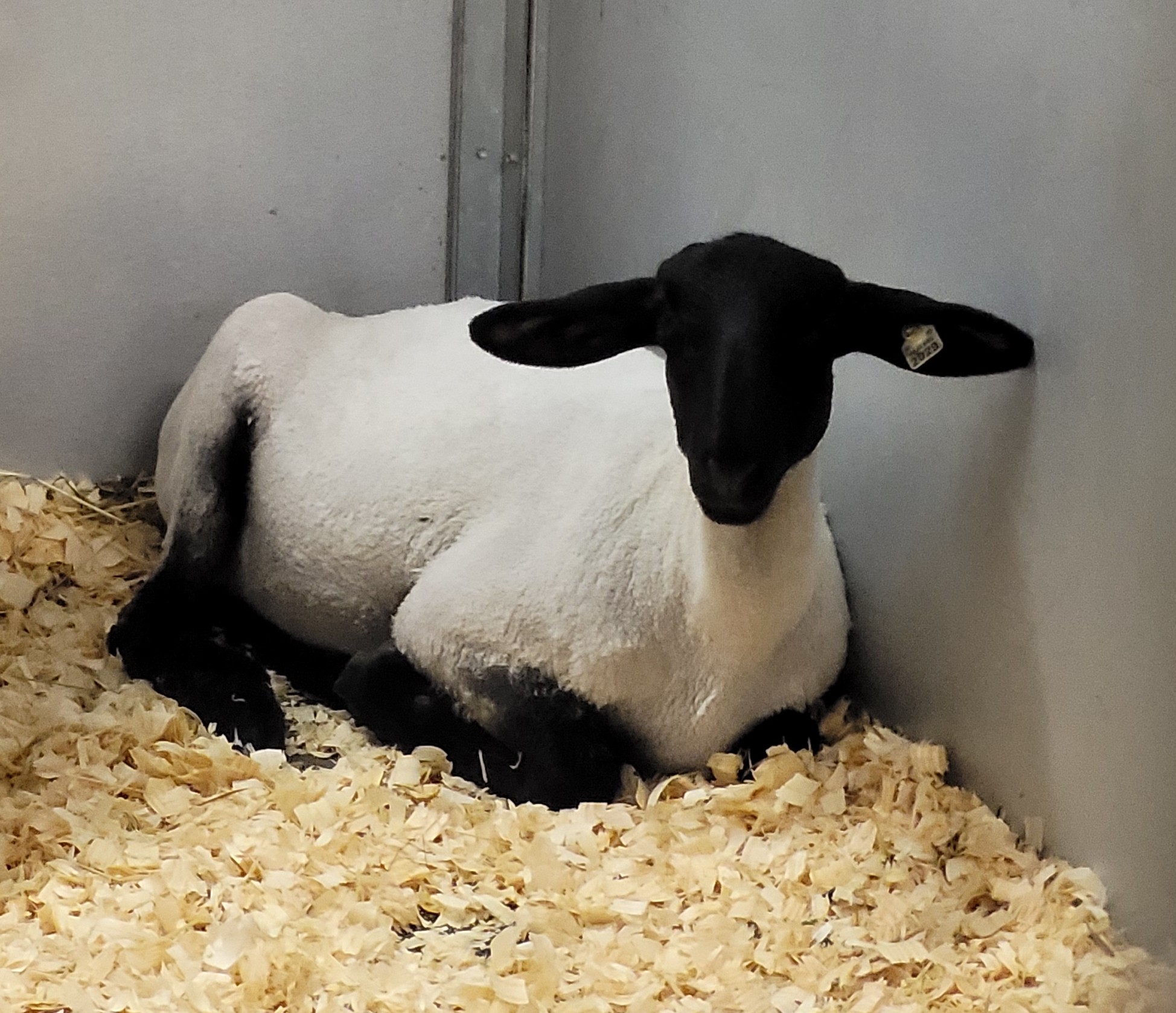 A sheep with a black face and legs, and bright white fleece, sitting in pine bedding