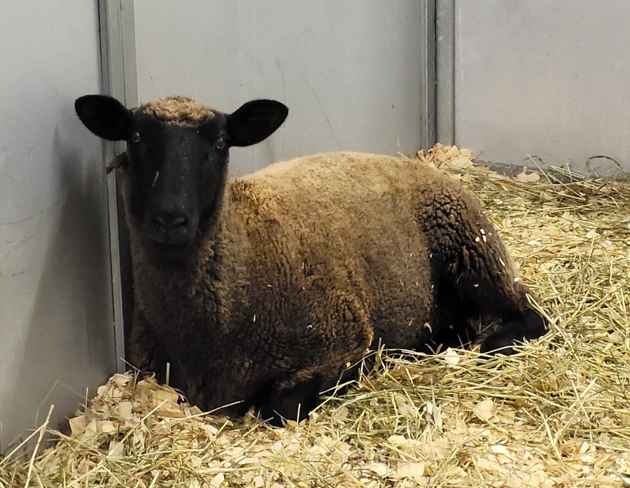 A light brown sheep with a black face, lounging in straw