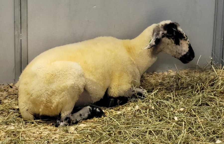 A sheep with golden fleece and a black and white face, sitting in straw