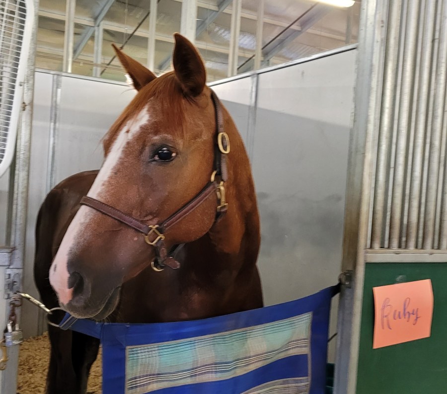 Ruby, a brown horse with a white stripe down her nose, standing in her stall, watching people go by