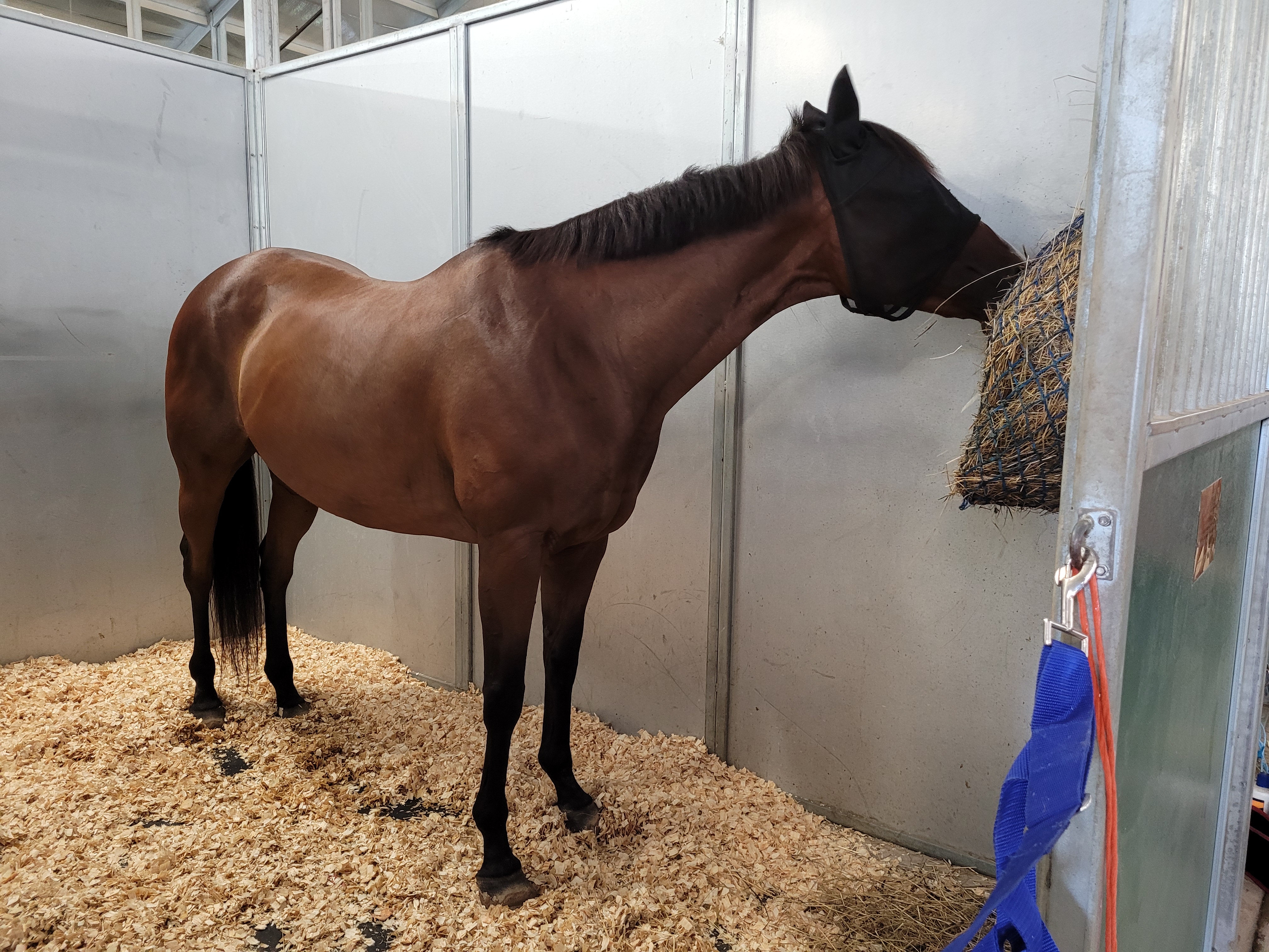 Lola, a brown horse with a protective cover over her eyes, eating hay in a stall