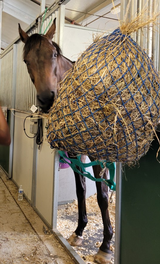 Vesuvius, a beautiful brown horse, poking his head out of his stall, munching on a bag of hay