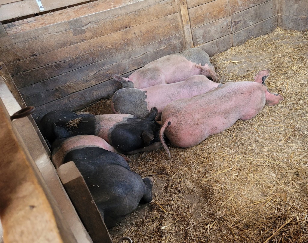 Five pink and black pigs, sleeping in straw in a barn