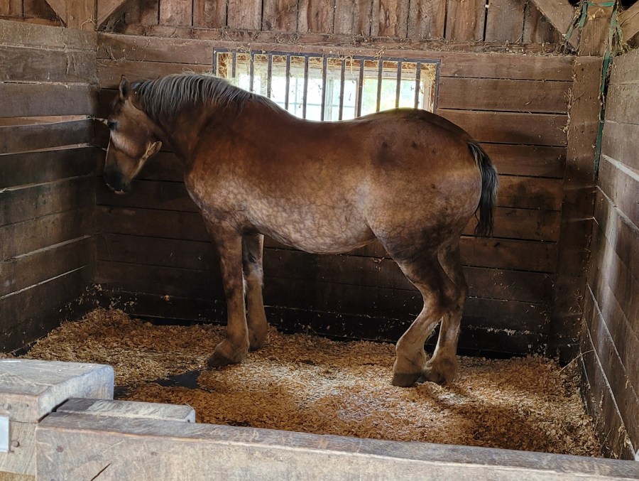 A brown draft horse named Jeff in a stable