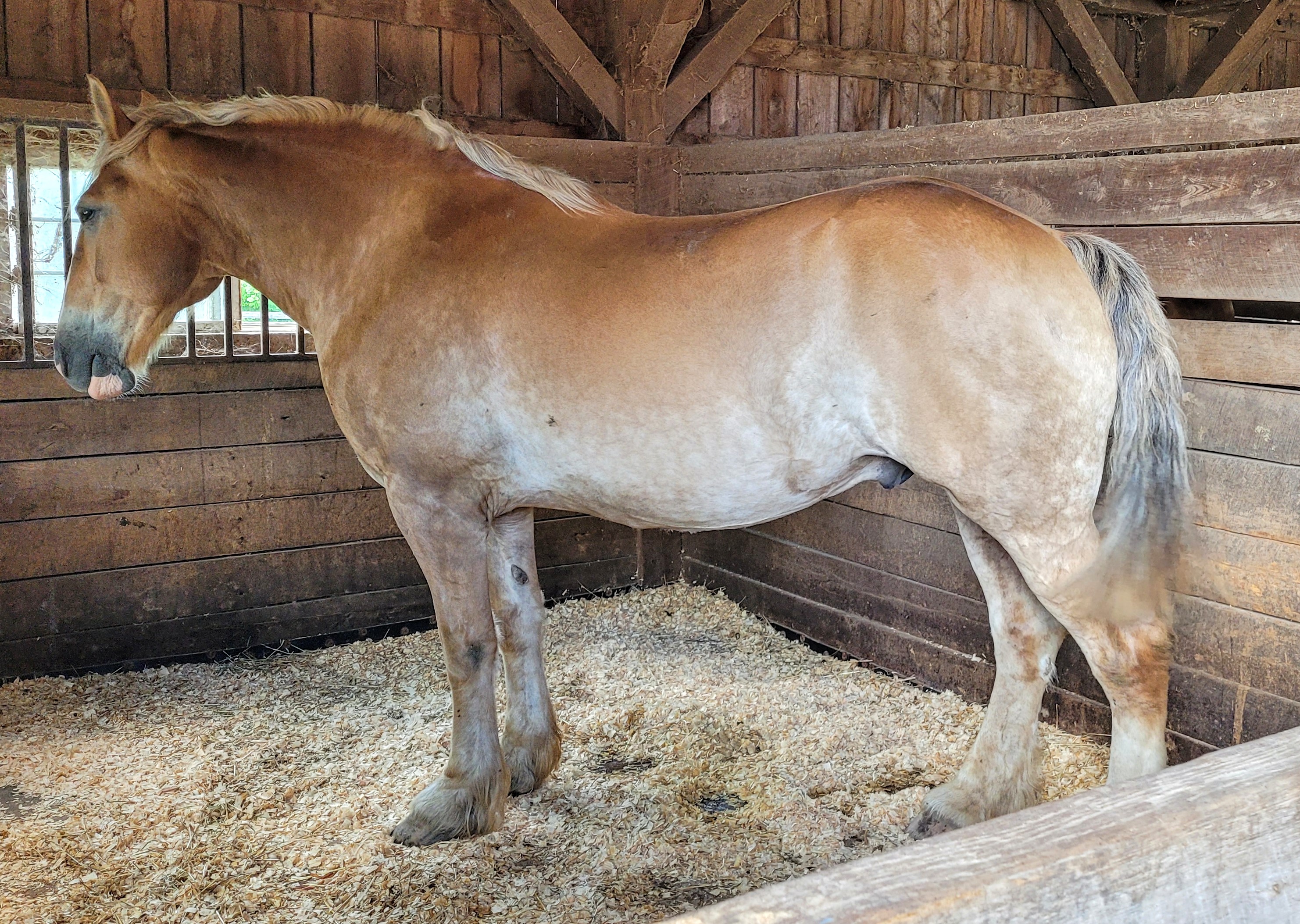 A golden draft horse named Charlie in a stable
