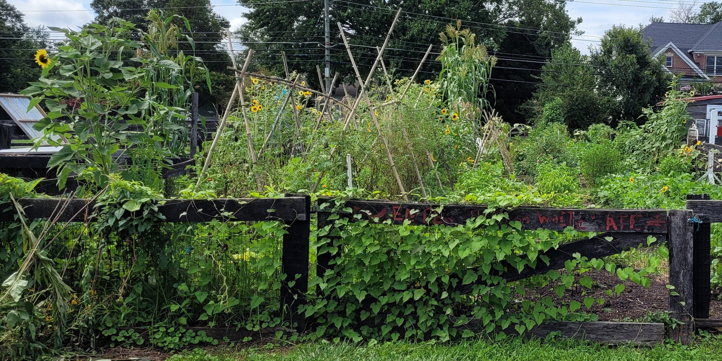 A pollinator garden filled with sunflowers
