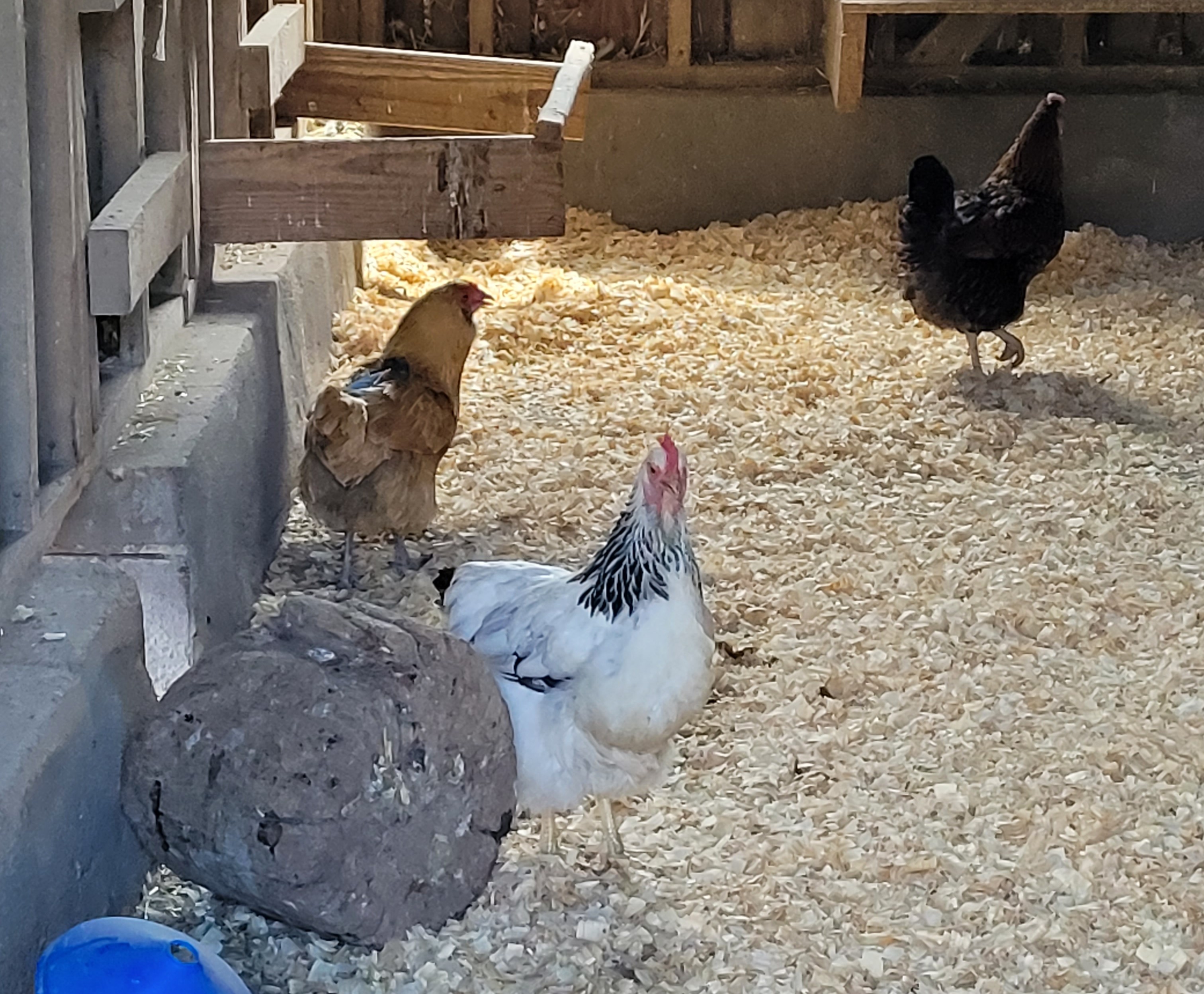Three chickens inside a barn