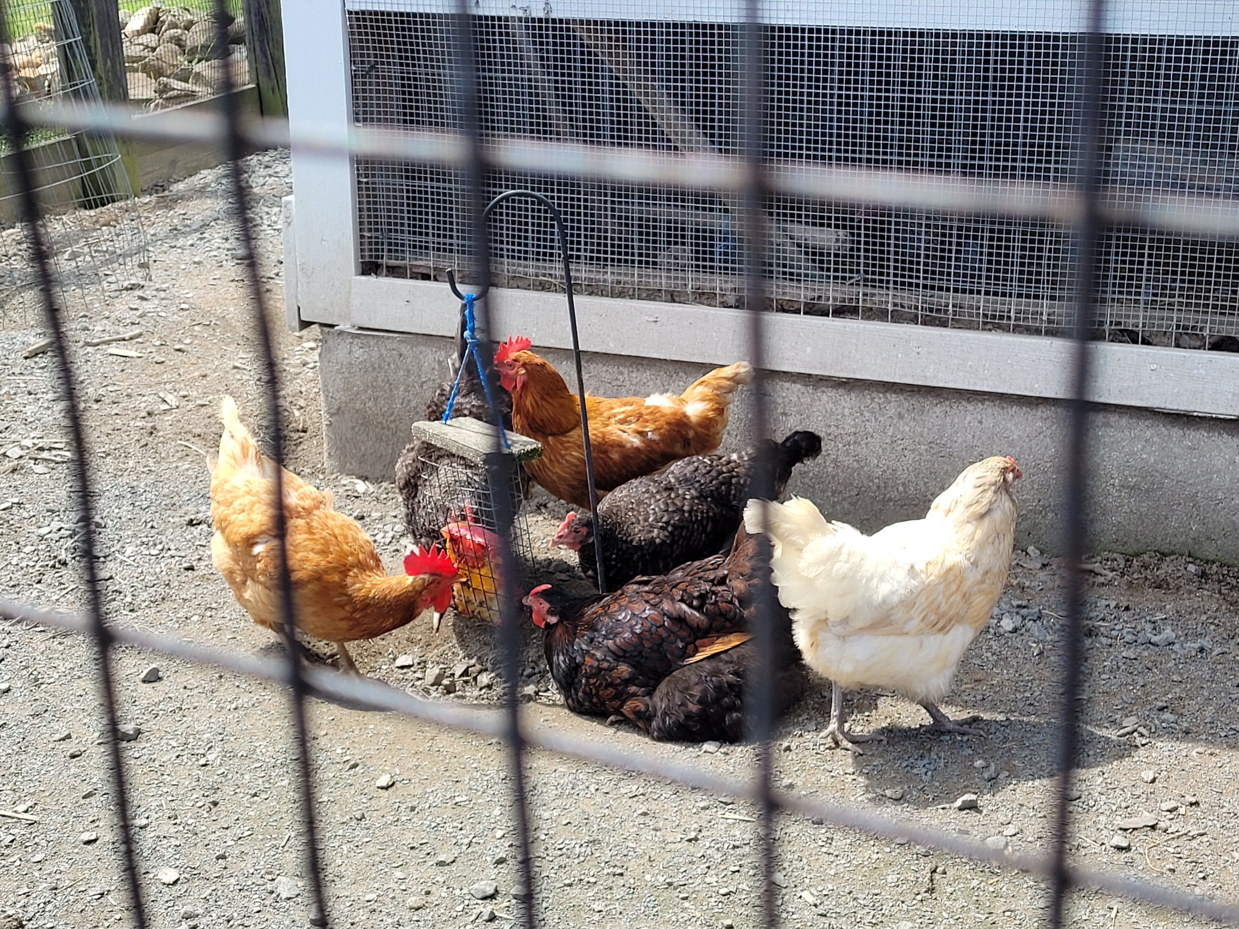A cluster of chickens around a feeding station