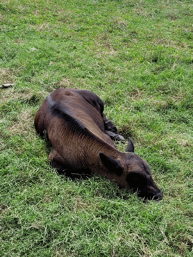 Gif of a baby brown cow, rubbing his face in the grass