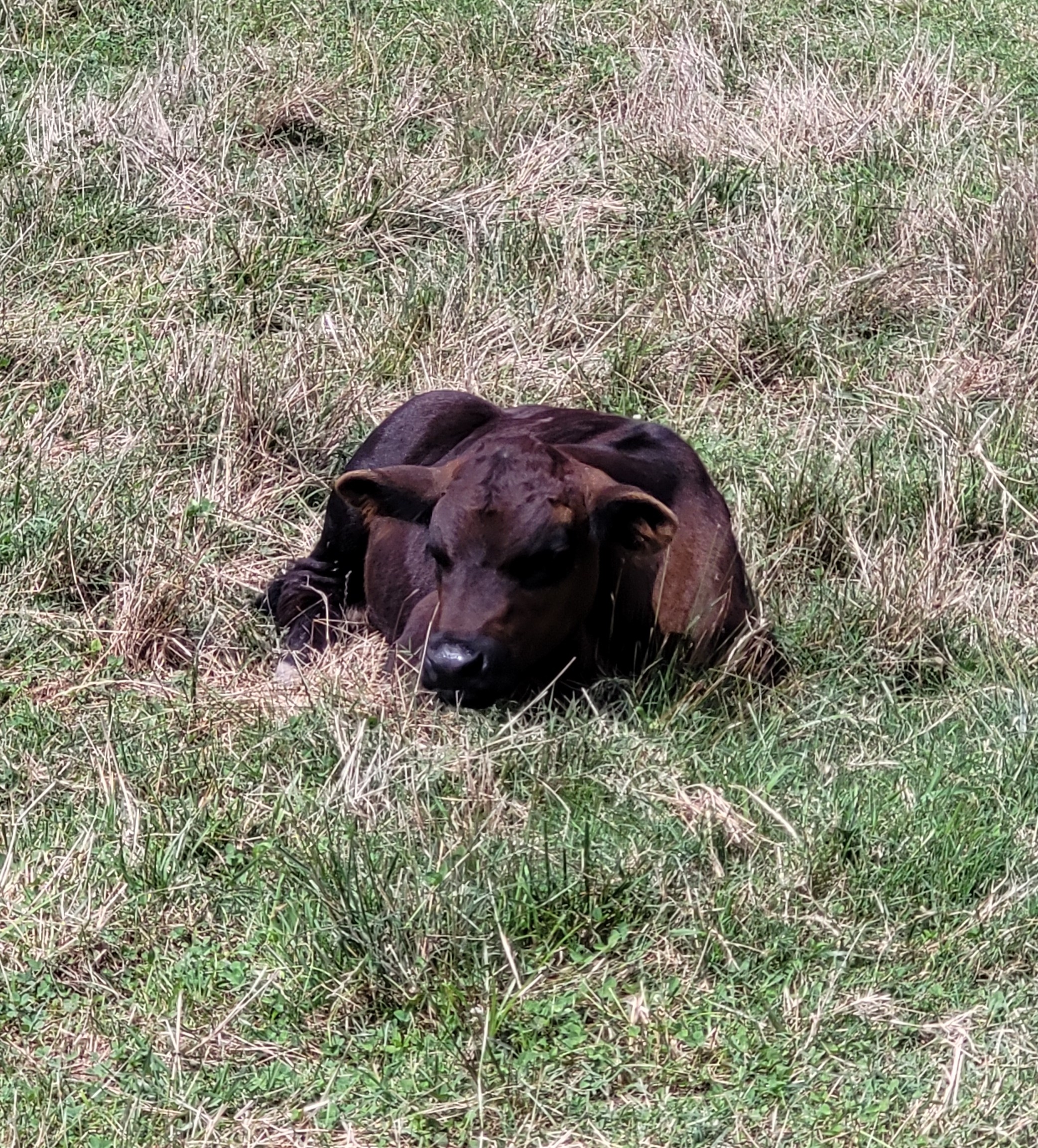 A baby brown cow, laying in the grass