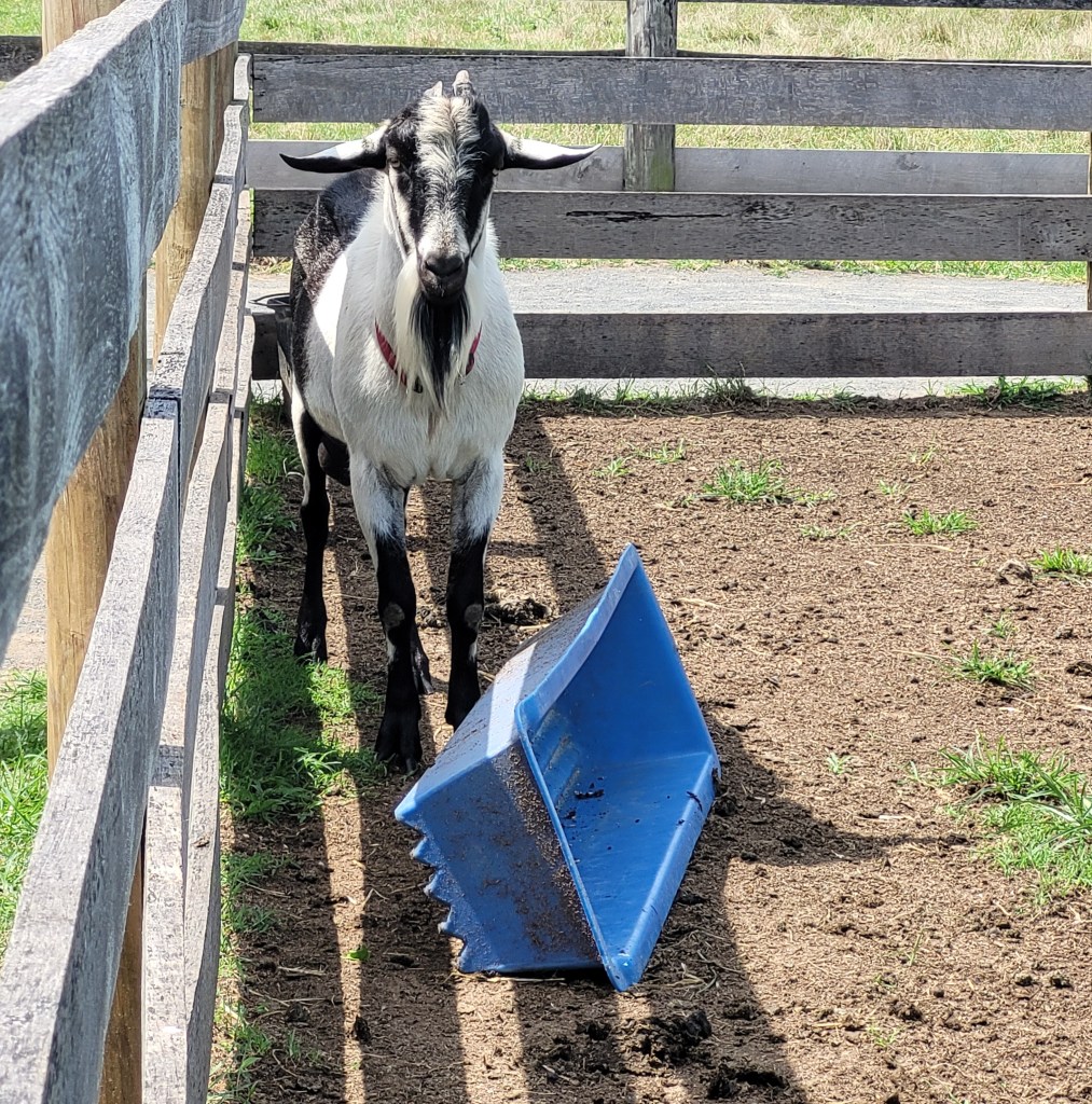 A black and white alpine goat, standing next to a kicked over water trough. He is unrepentant