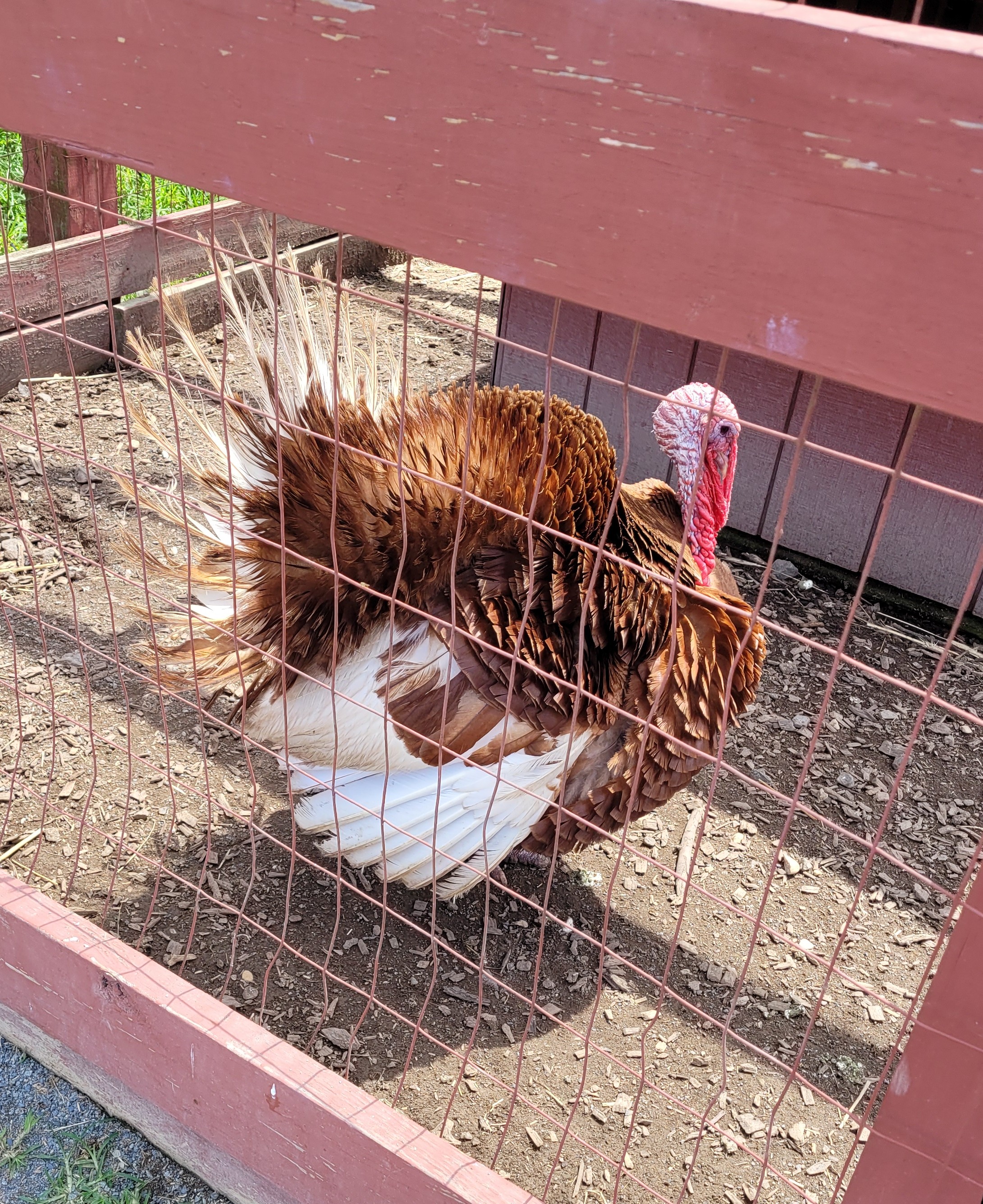 A turkey standing in a pen