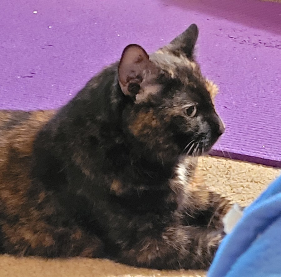 Lily, a black and orange tortie cat, laying on the floor like everything is totally normal