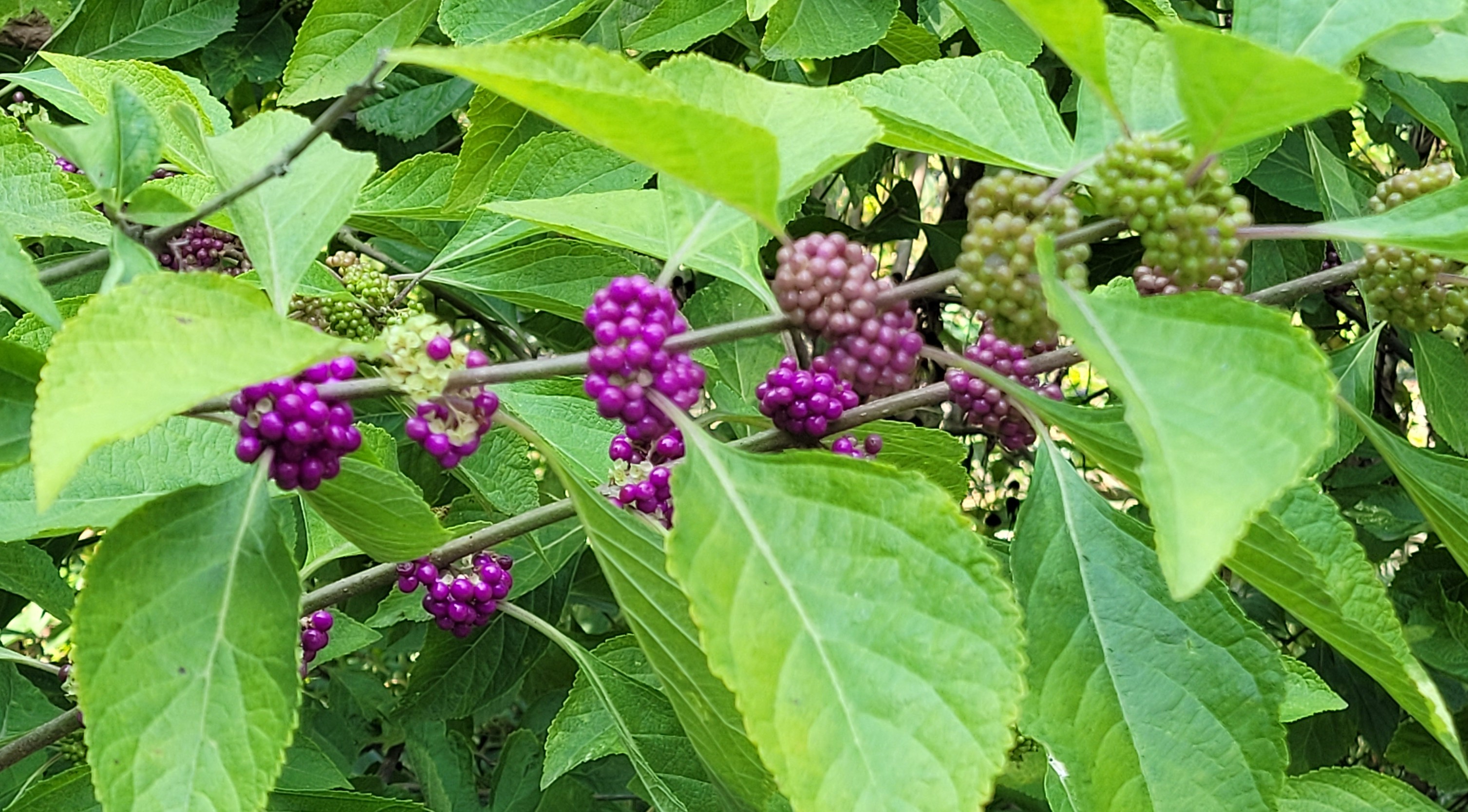 Green and purple american beautyberries