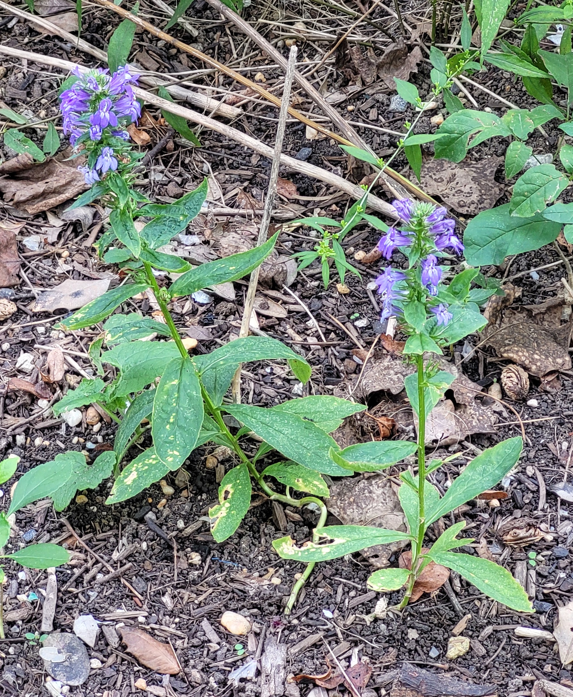 Purple lobelia flowers
