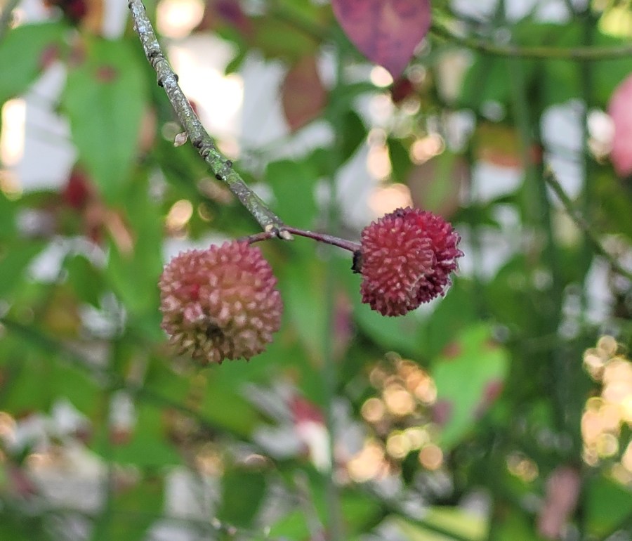 Sugar shack flowers