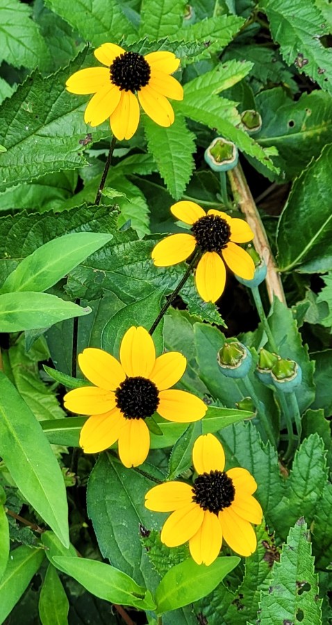 Brown Eyed Susans