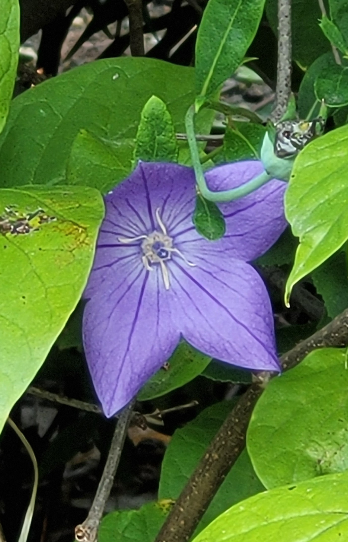 Blue-purple balloon flower