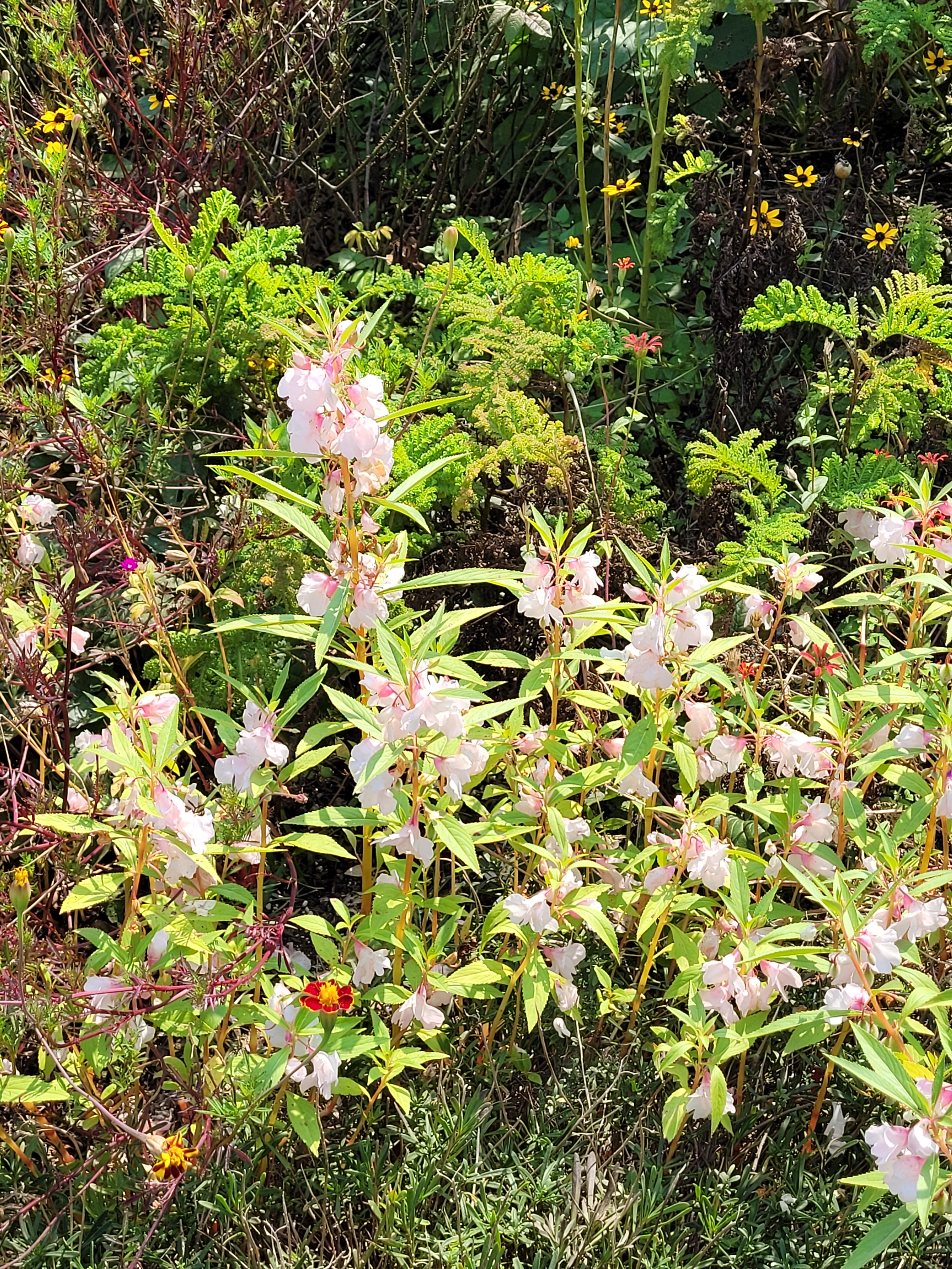 Pink impatiens flowers