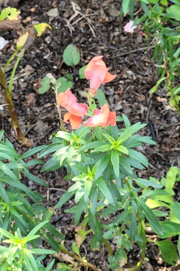 Pink snapdragons