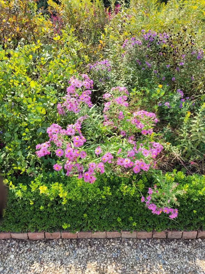Pink aster flowers