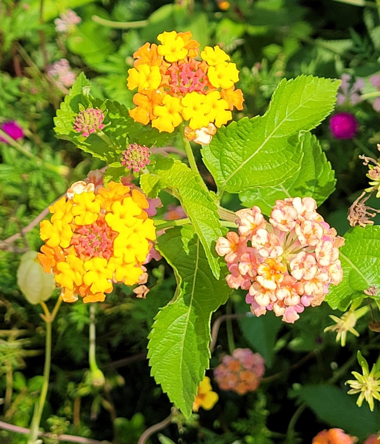 Yellow and pink lanterna flowers
