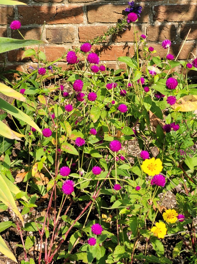 Hot pink globe amaranth plants